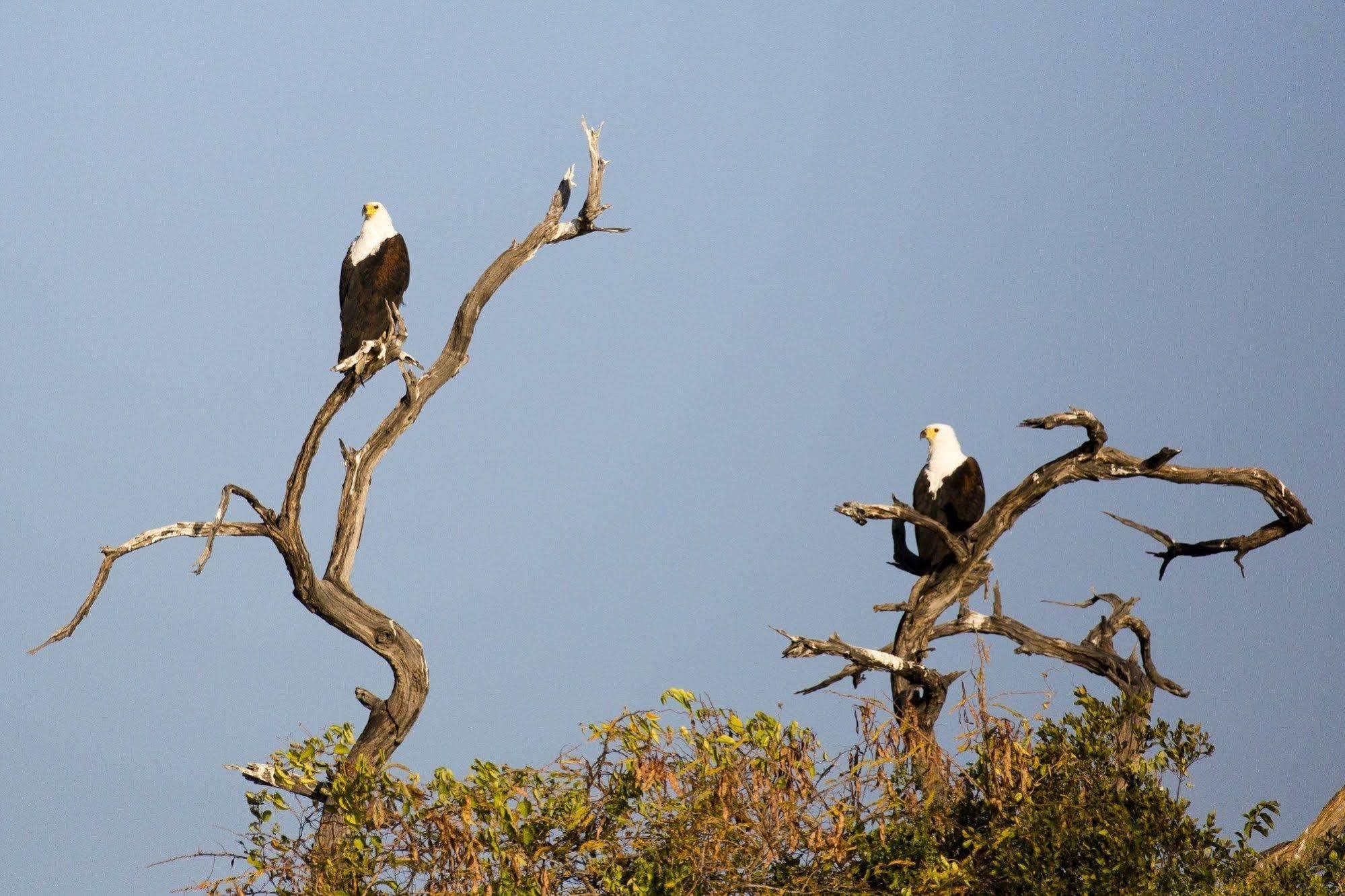 Gondwana Hakusembe River Lodge Rundu Luaran gambar